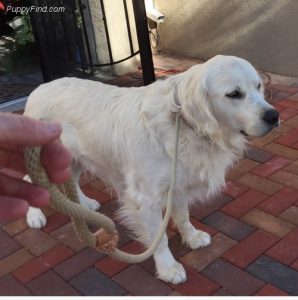 English Cream Golden Retriever dad Forte