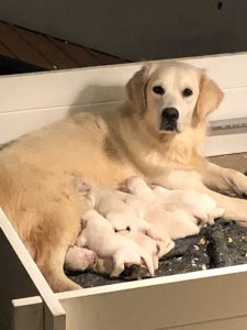 English Cream Golden Retriever mom with pups English Cream Golden Retriever