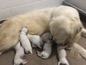 Cream Golden Retriever mom with pups Cream Golden Retriever