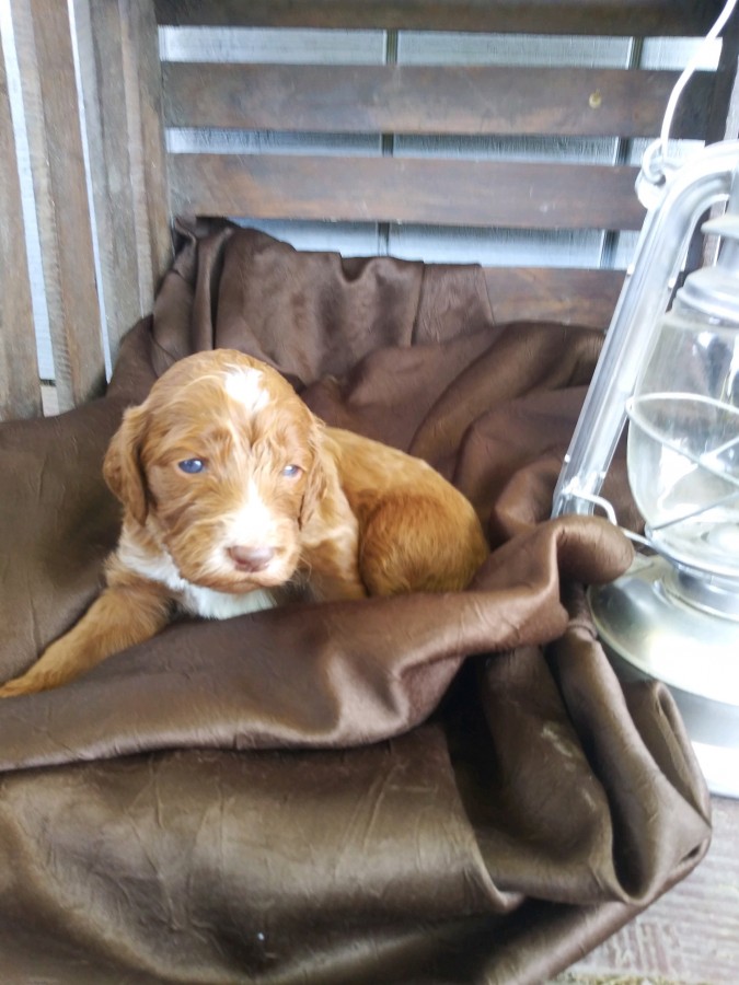 Irish Setter Puppies for Sale in Virginia
