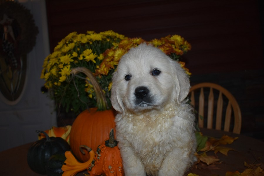 #plumcreekacres, #plumcreekpups