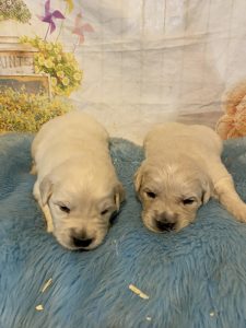 Two newborn Golden Retriever puppies on a blue fur blanket.