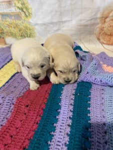Two Golden Retriever puppies on a crocheted blanket.