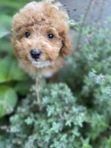 A mini Goldendoodle puppy in a potted plant.
