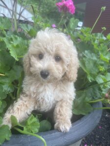 A mini Goldendoodle puppy in a flower pot.