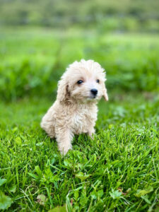 A mini Goldendoodle puppy in the grass.
