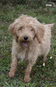 Lexus standard Irishdoodle with furnishing and a wave to her beautiful coat.