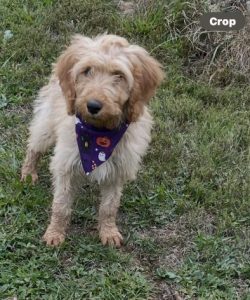 Porsche standard Irishdoodle female with her Halloween scarf.