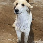 Tesla a sweet AKC standard Poodle who loves to smile.