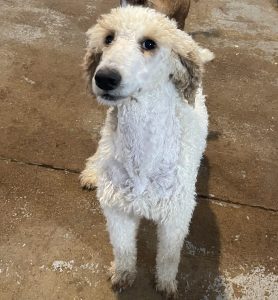 Tesla a sweet AKC standard Poodle who loves to smile.