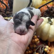 parti white and merle micro goldendoodle