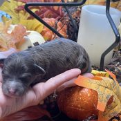 chocolate merle with white markings