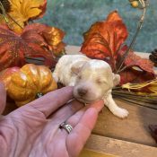 micro goldendoodle in fall decorations