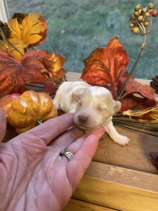 micro goldendoodle in fall decorations