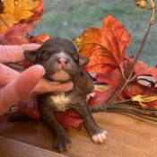 micro goldendoodle with white chest