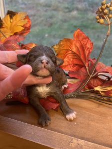micro goldendoodle with white chest