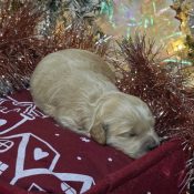 mini female goldendoodle