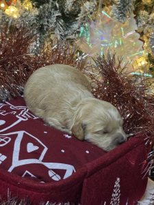 mini female goldendoodle
