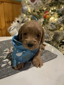 multigenerational mini goldendoodle in Christmas scarf