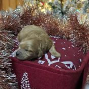 red female mini goldendoodle