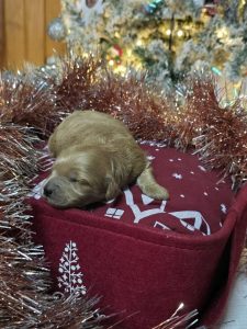 red female mini goldendoodle