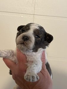 snickerdoodle micro goldendoodle