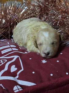 mini goldendoodle