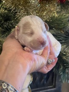 mini goldendoodle eyes are still closed