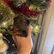 multigenerational mini goldendoodle