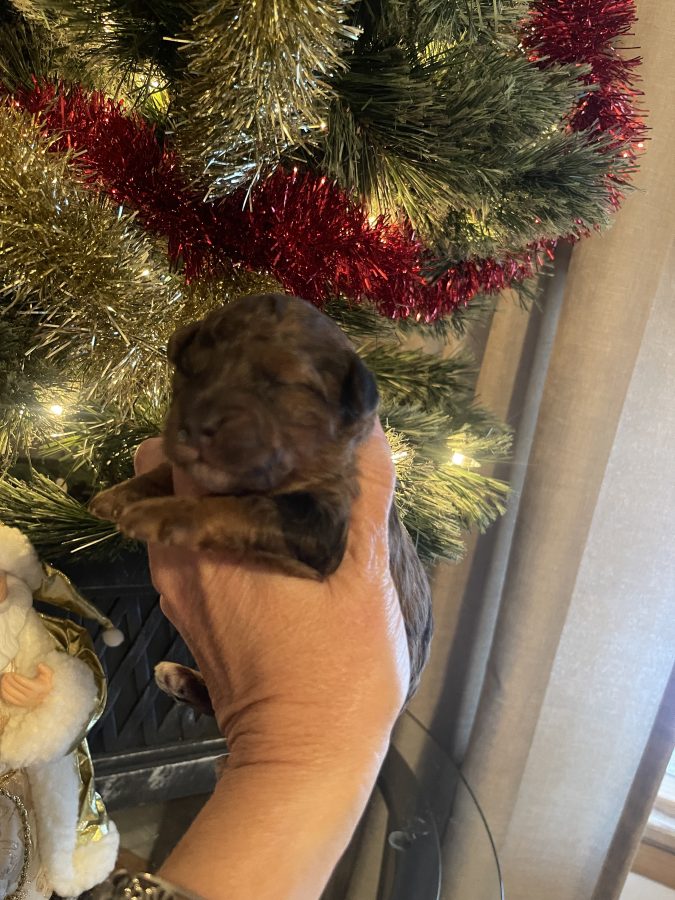 multigenerational mini goldendoodle