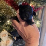 multigenerational mini goldendoodle i