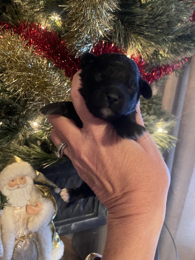 multigenerational mini goldendoodle i