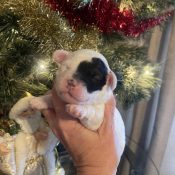 multigenerational mini goldendoodle with black patch