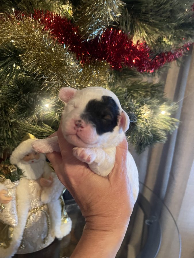 multigenerational mini goldendoodle with black patch