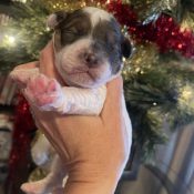 multigenerational mini goldendoodle