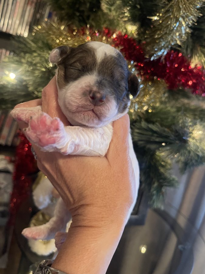 multigenerational mini goldendoodle